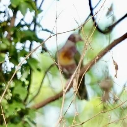 Yellow-breasted Fruit-Dove - ML626068387