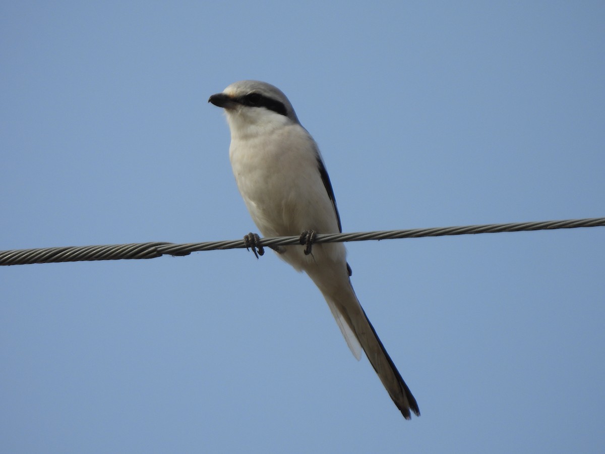 Chinese Gray Shrike - ML626068456