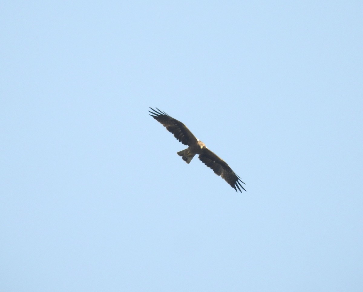 Booted Eagle - ML626068486