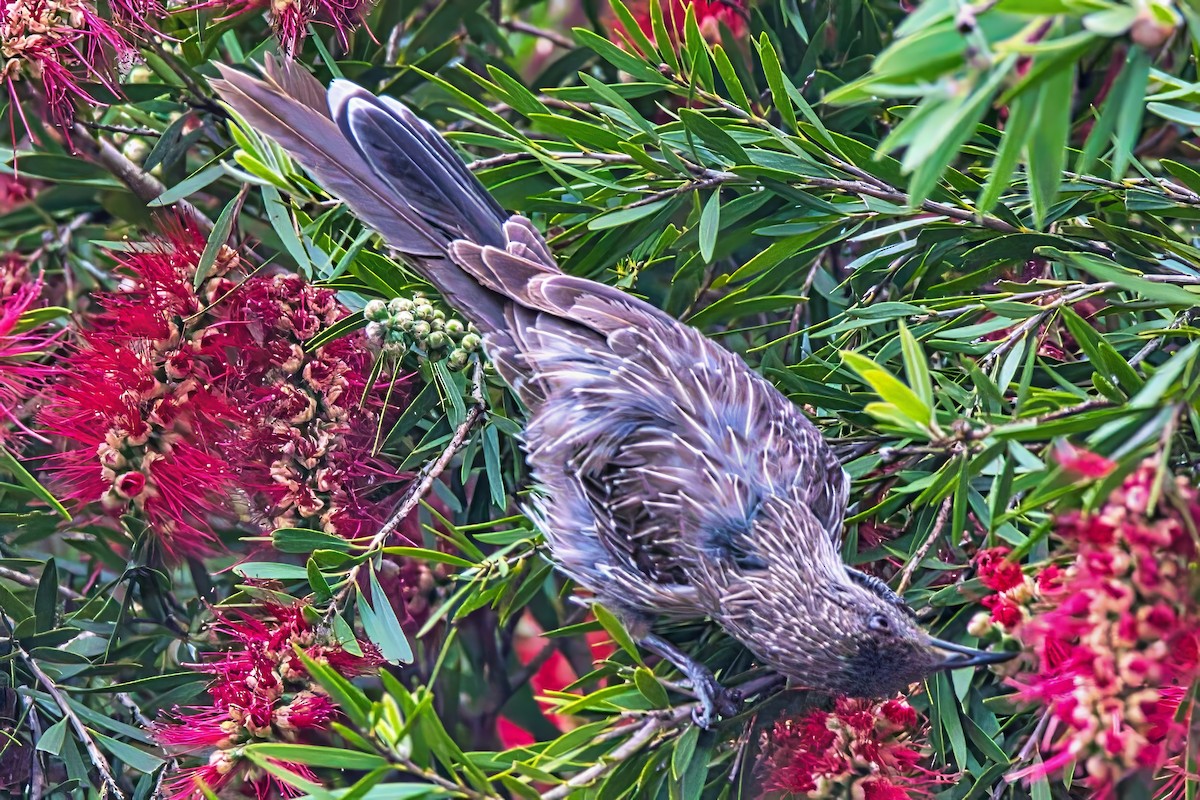 Little Wattlebird - ML626068488