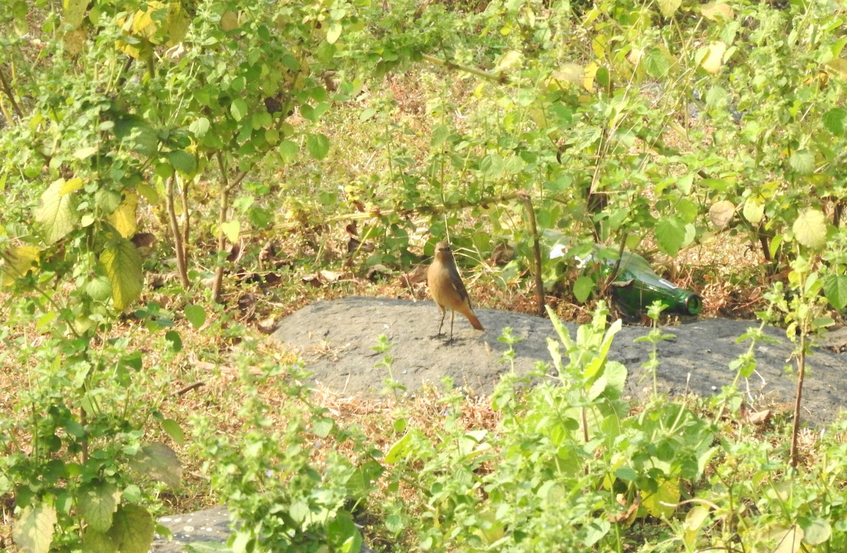 Black Redstart - ML626068495