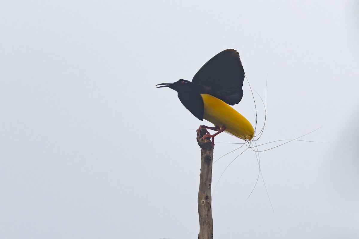 Twelve-wired Bird-of-Paradise - ML626068504