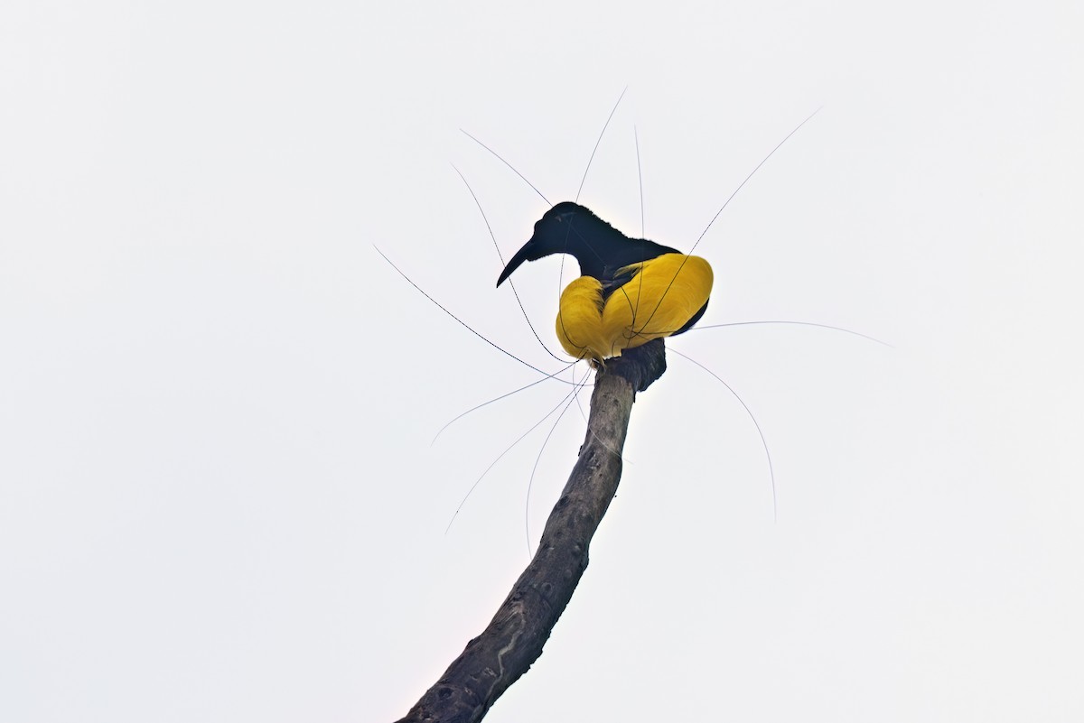 Twelve-wired Bird-of-Paradise - ML626068506