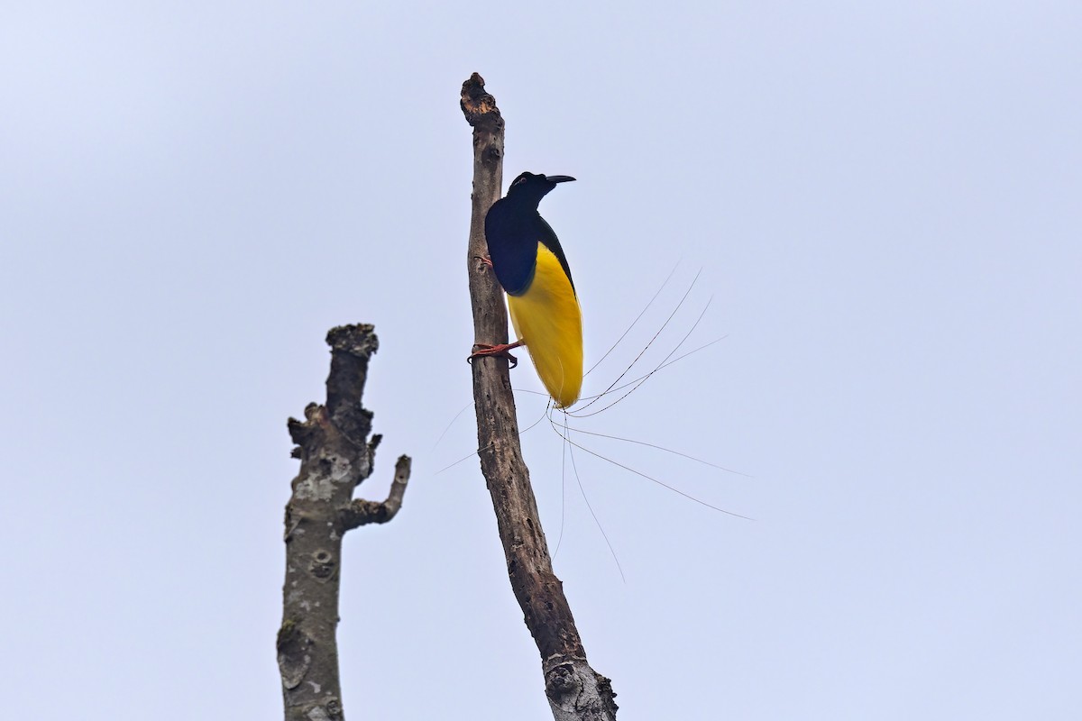 Twelve-wired Bird-of-Paradise - ML626068524
