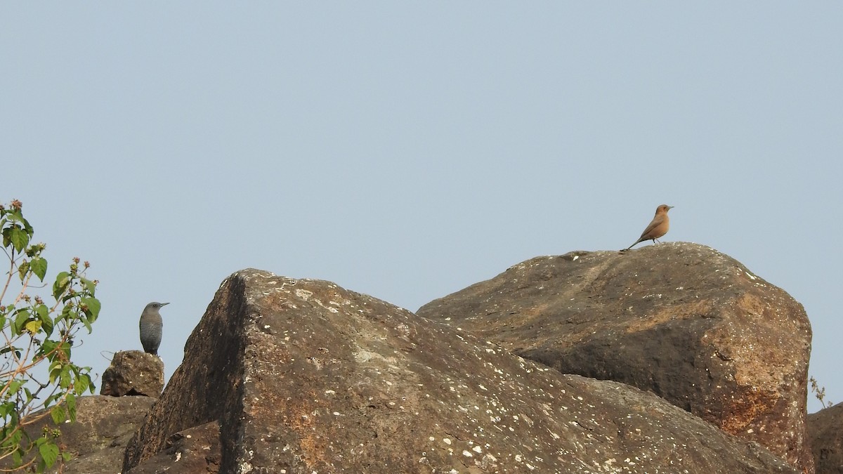 Brown Rock Chat - ML626068529