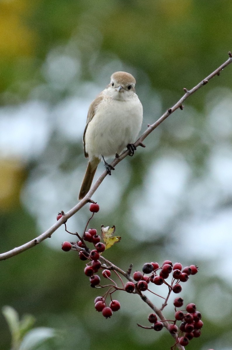 Isabellwürger (isabellinus) - ML626068613