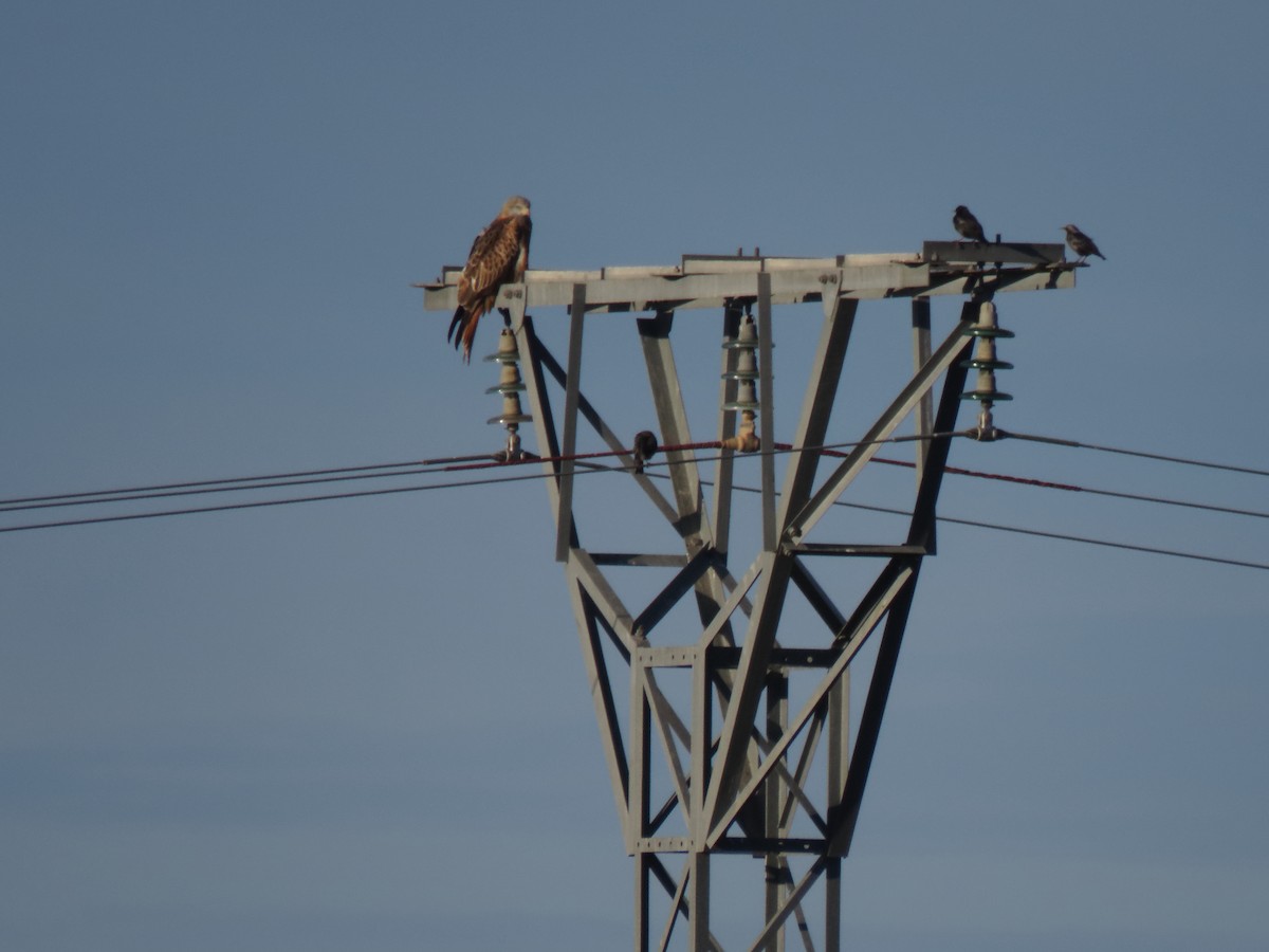 Red Kite - ML626068674