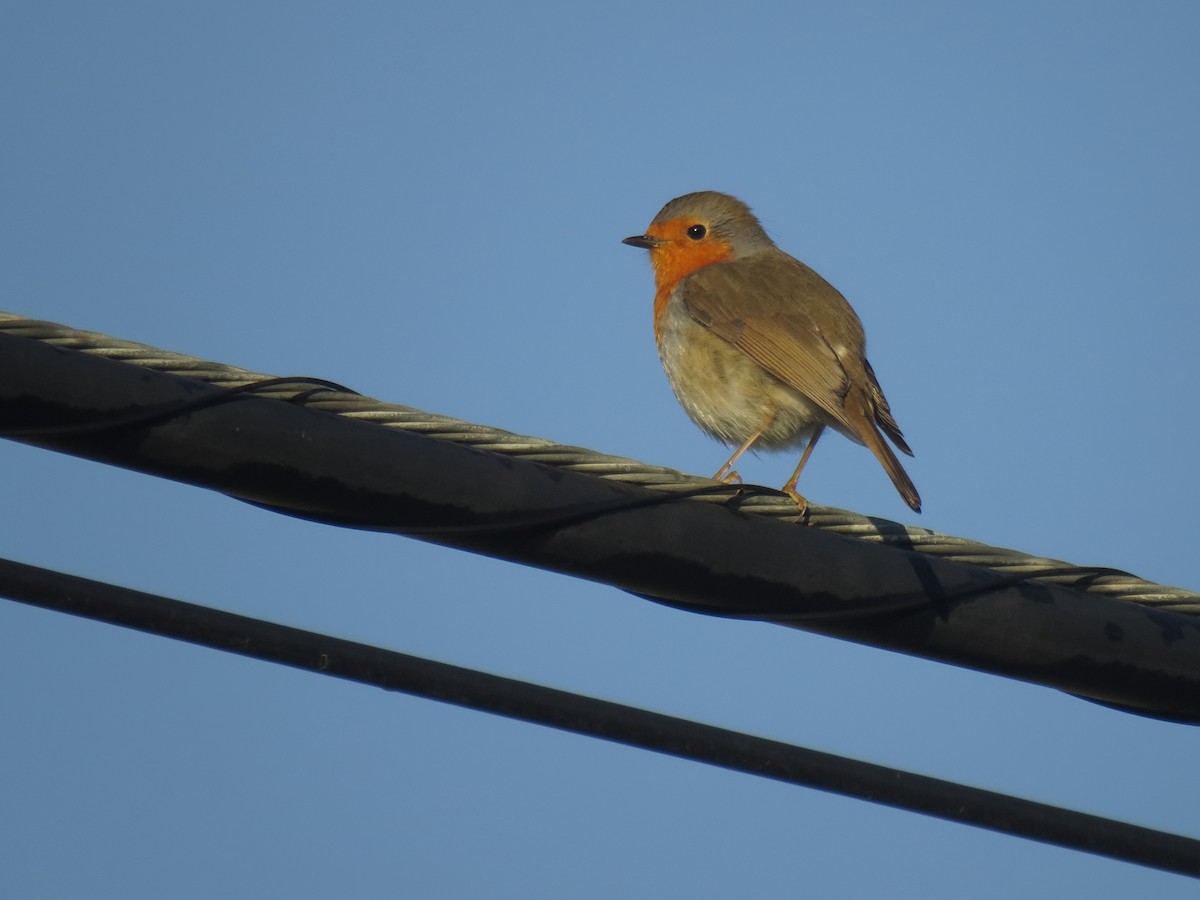 European Robin - ML626068686