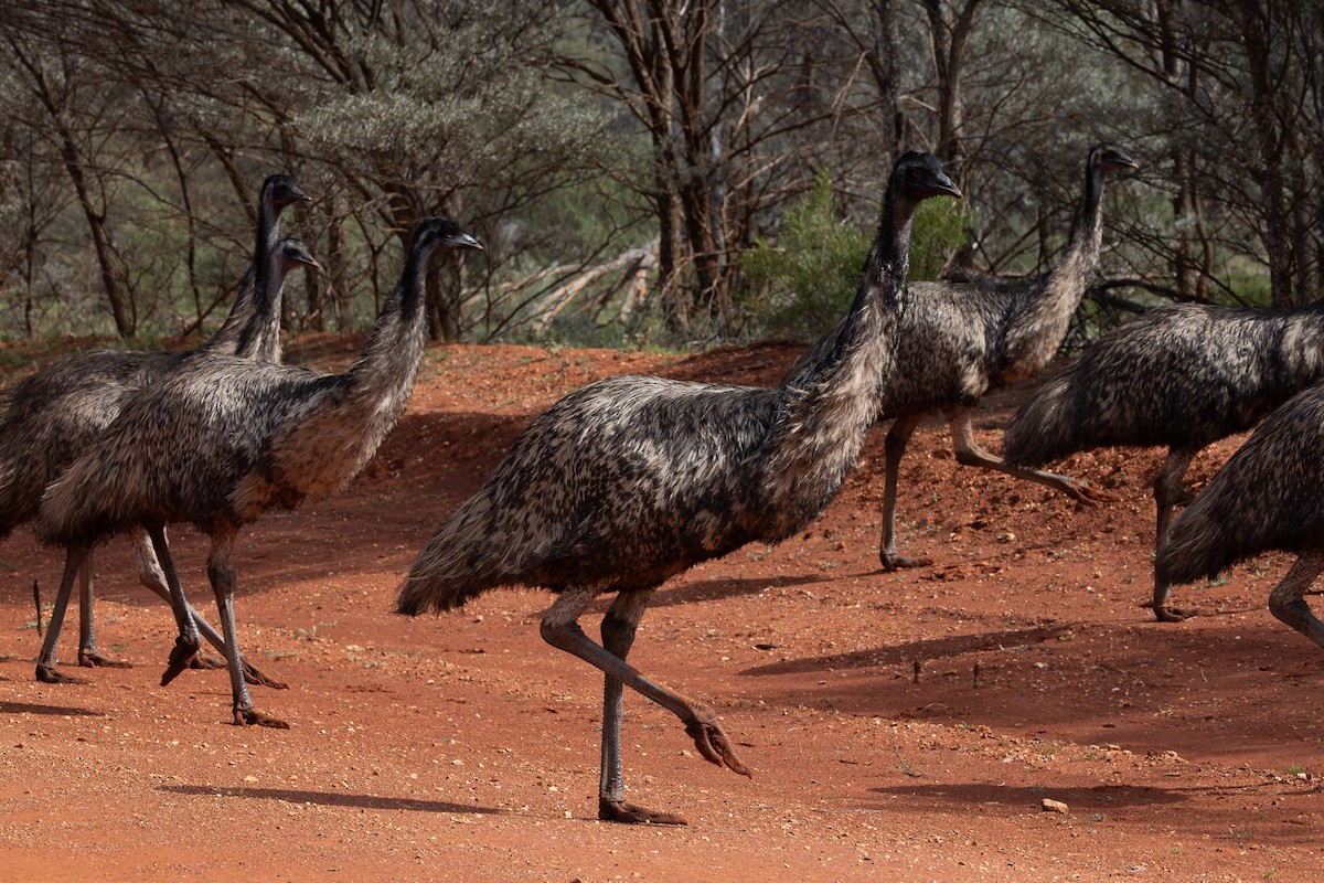 Emu - ML626068690