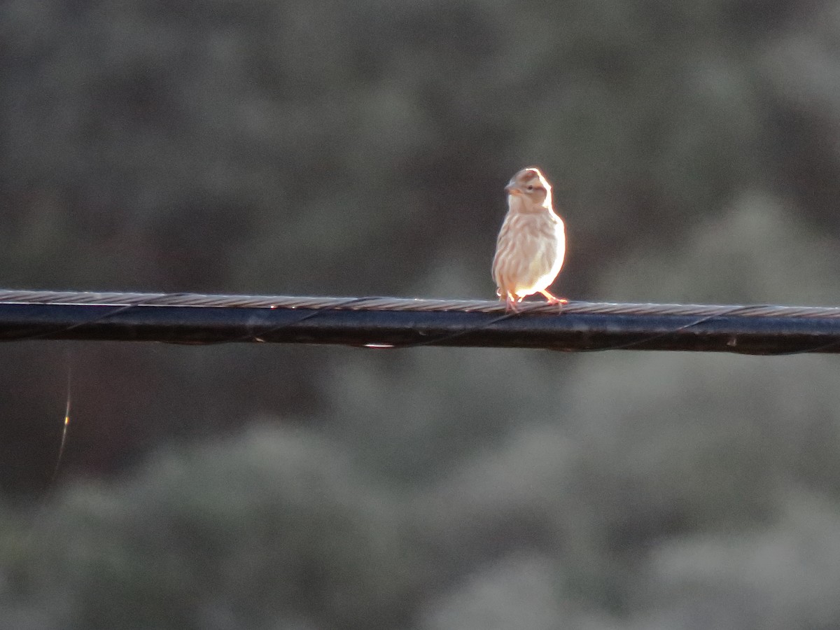 Rock Sparrow - ML626068694