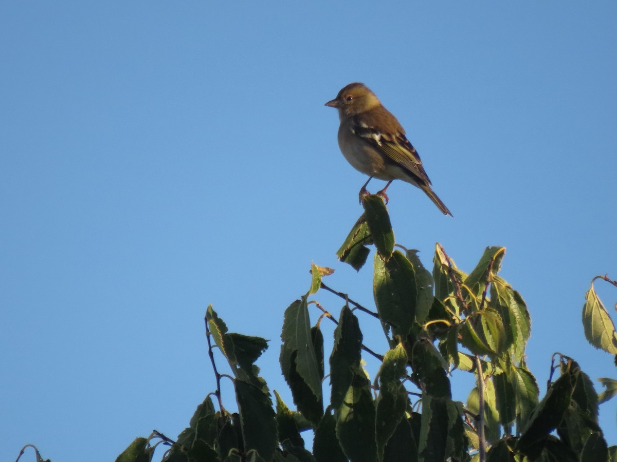 Common Chaffinch - ML626068704