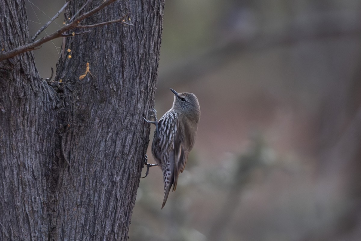 White-browed Treecreeper - ML626068713