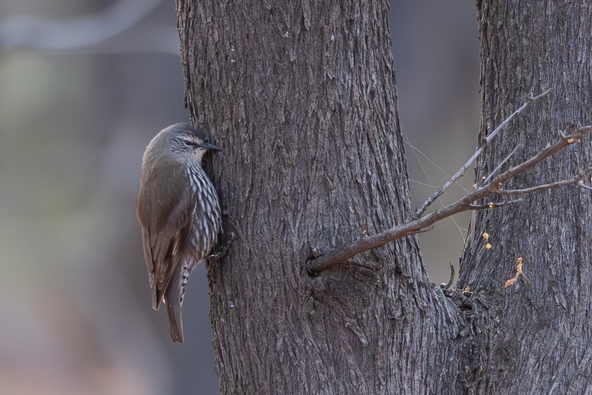 White-browed Treecreeper - ML626068714