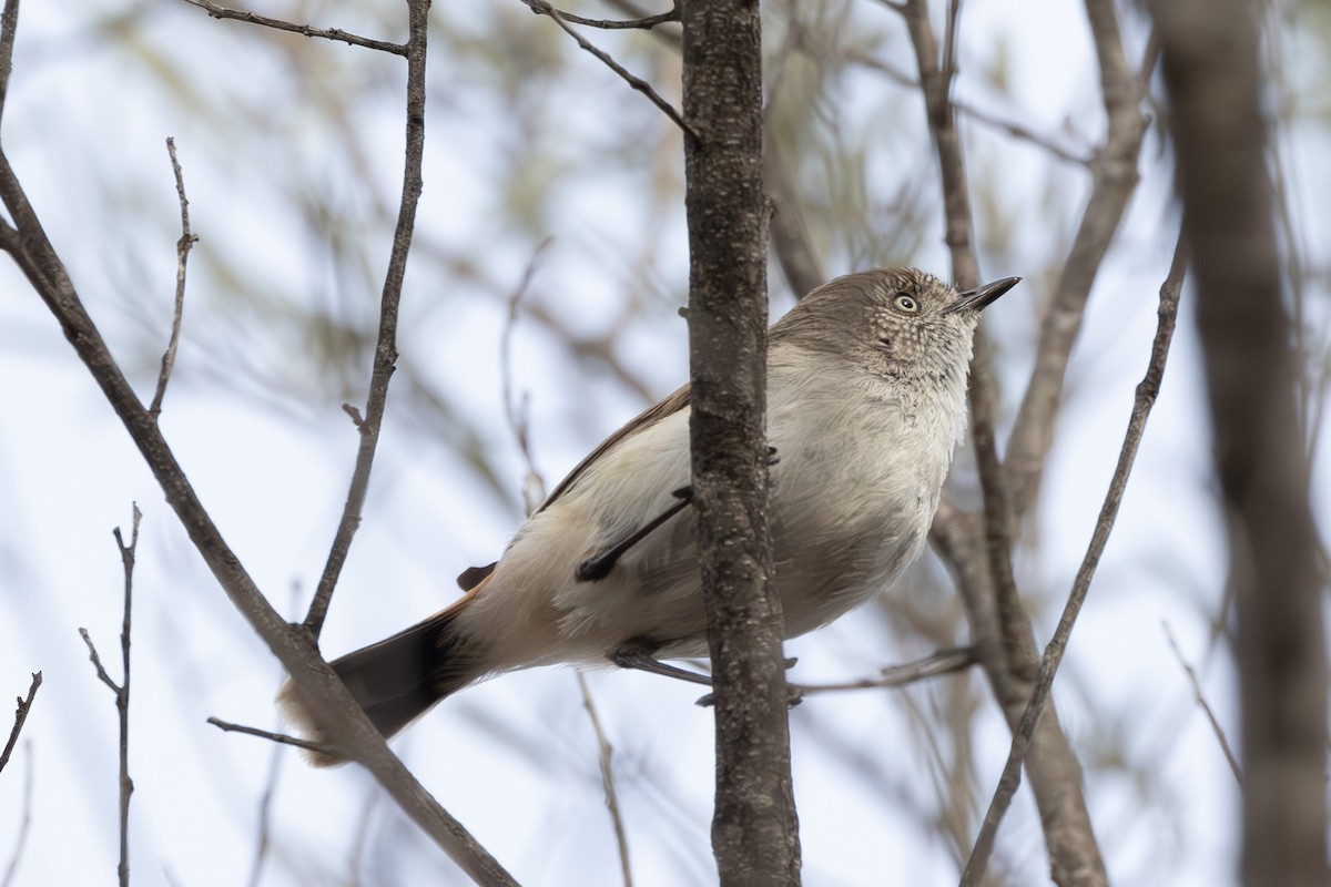 Chestnut-rumped Thornbill - ML626068717