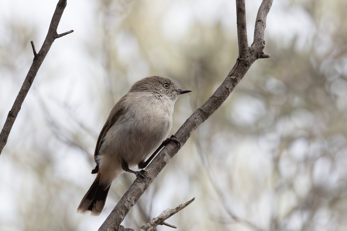 Chestnut-rumped Thornbill - ML626068718