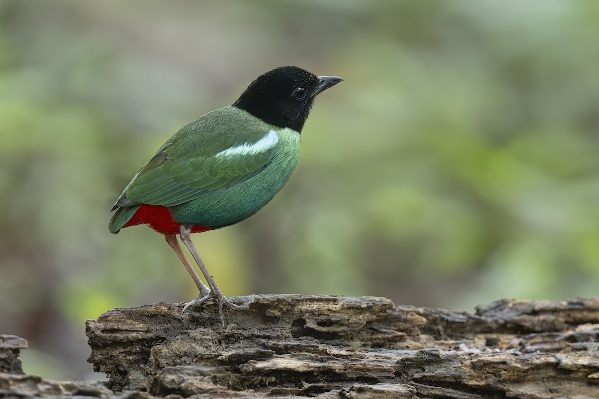 Eastern Hooded Pitta - ML626068721