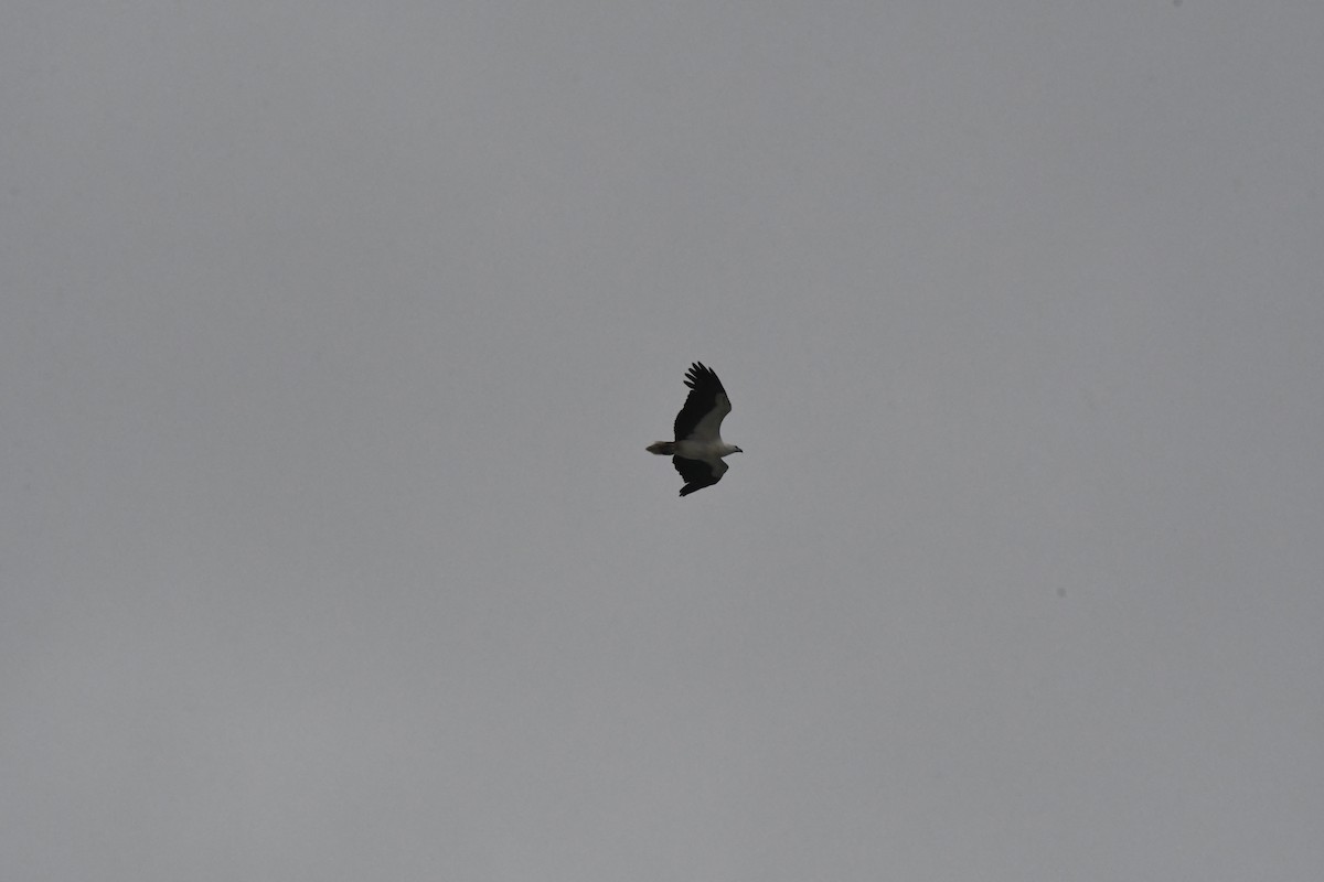 White-bellied Sea-Eagle - ML626068722