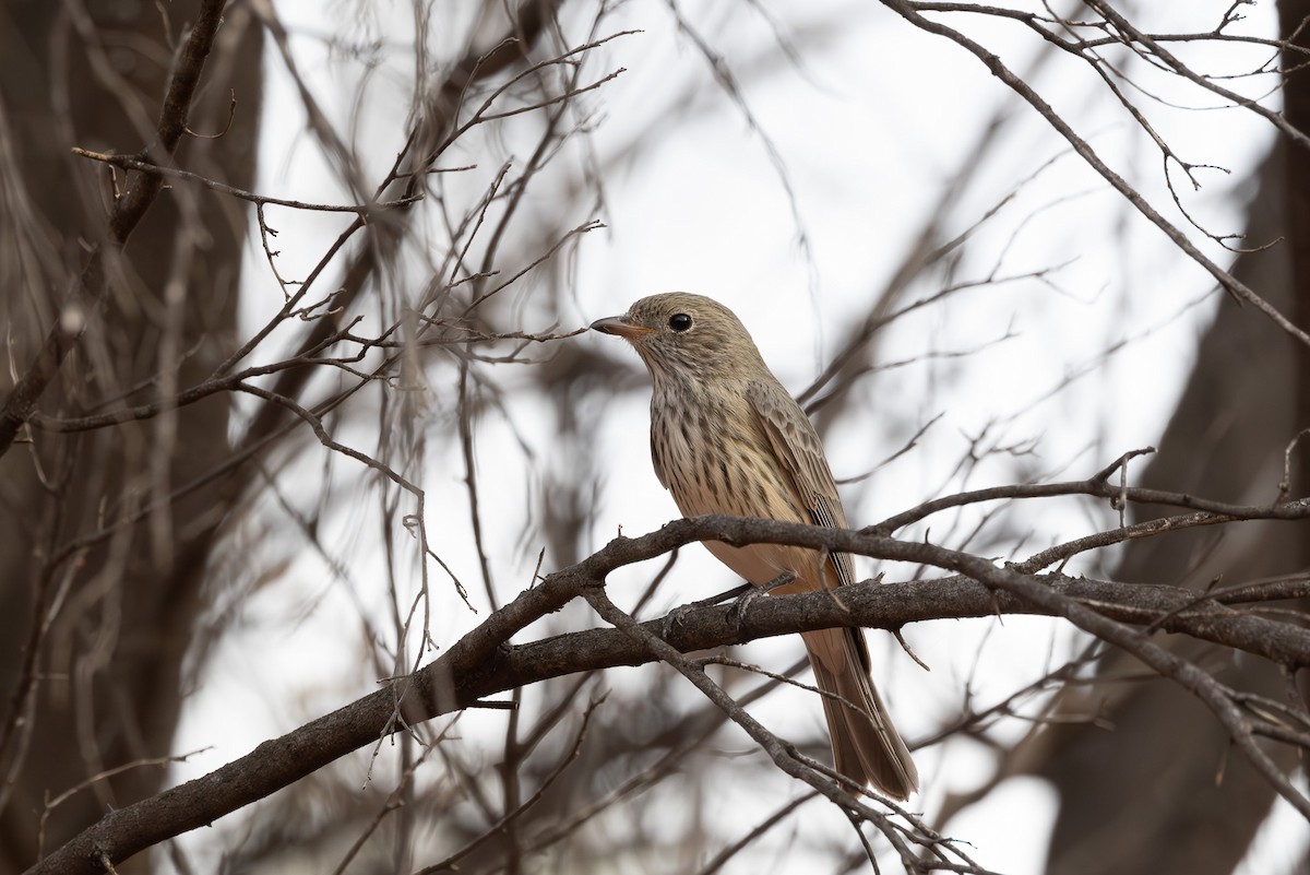 Rufous Whistler - ML626068723