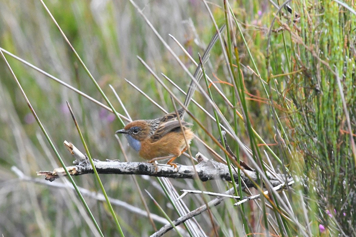 Southern Emuwren - ML626068724