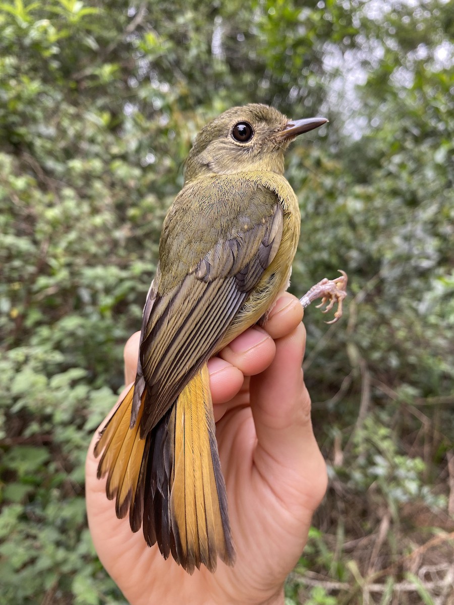 White-starred Robin - ML626068726