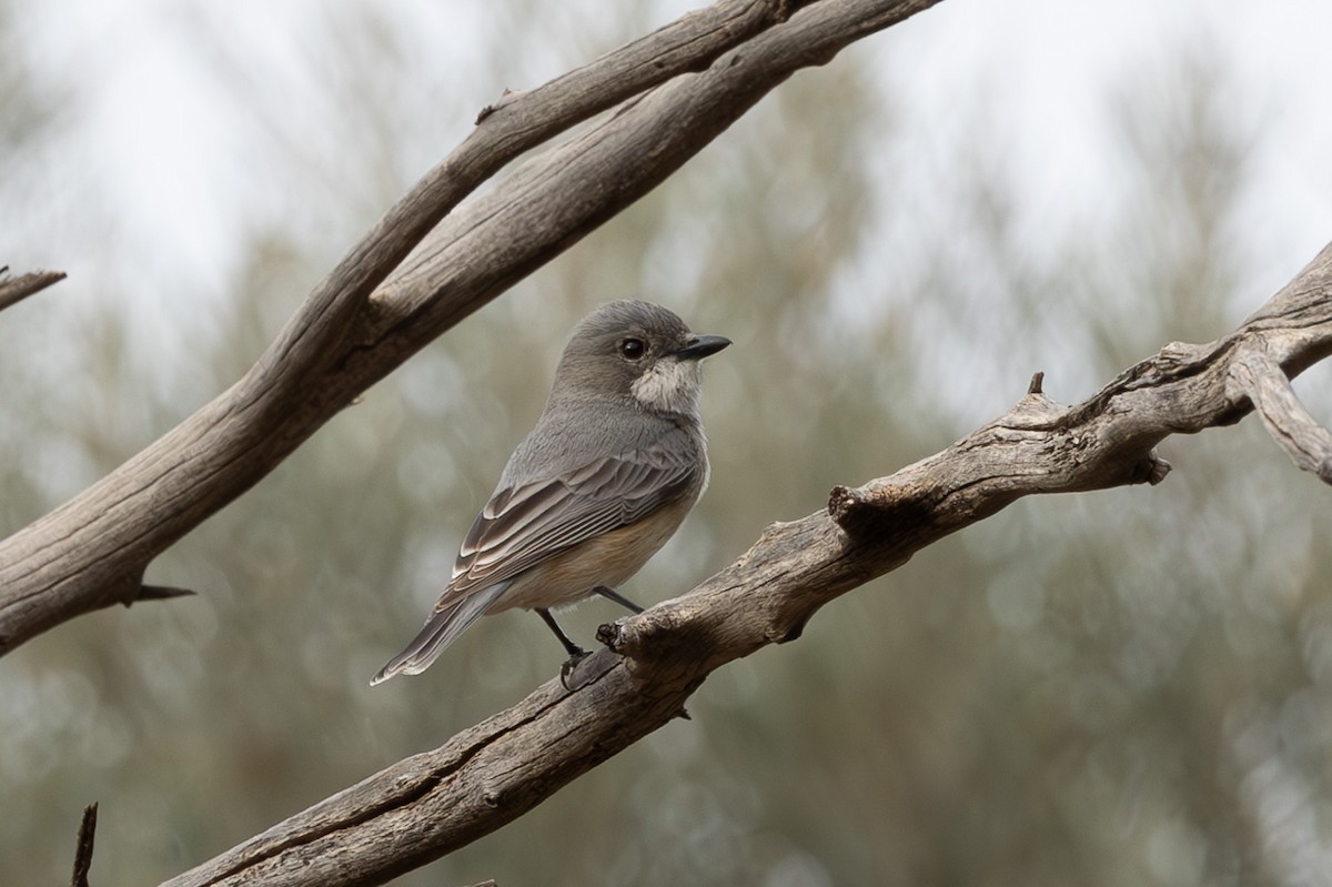 Rufous Whistler - ML626068728