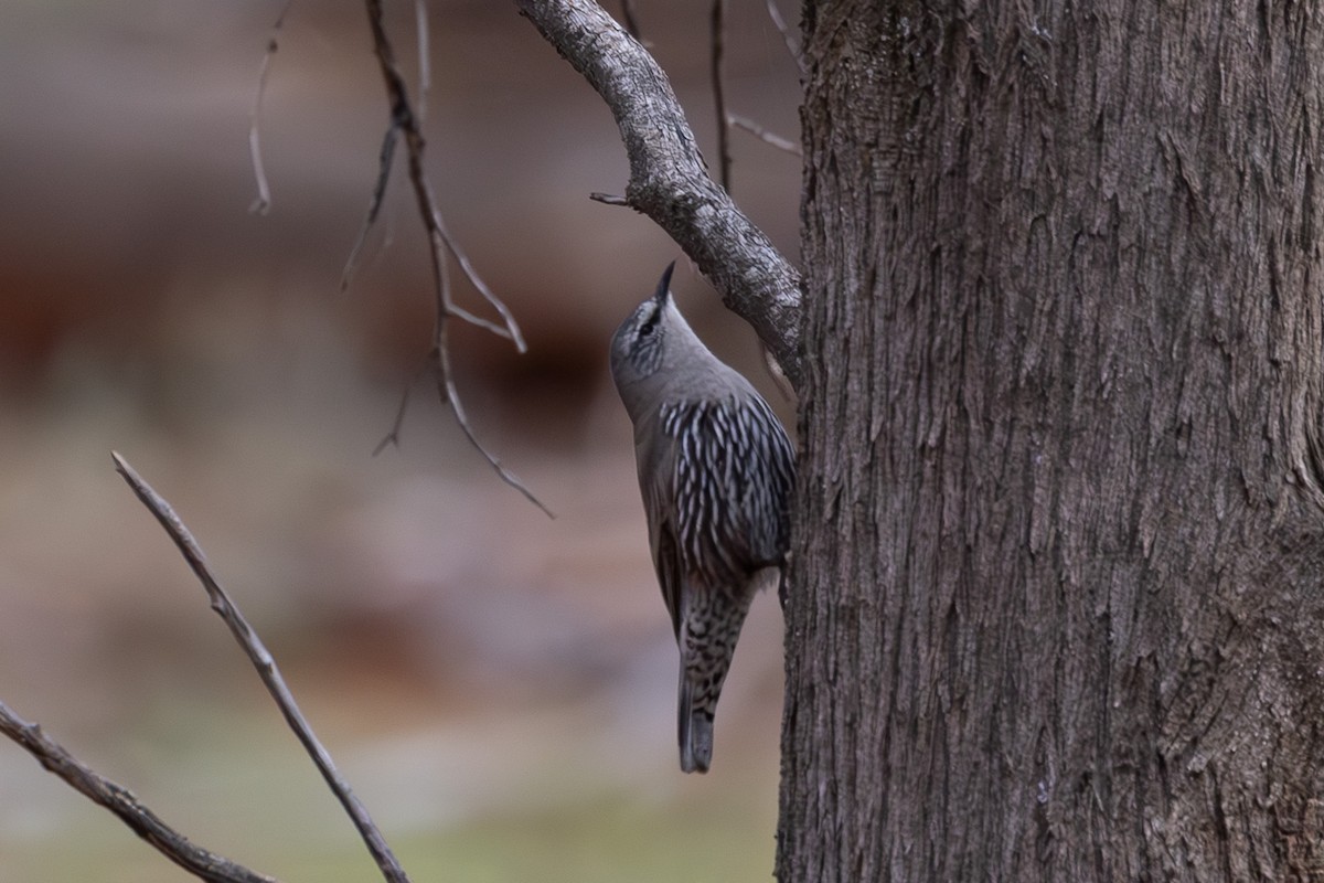 White-browed Treecreeper - ML626068730