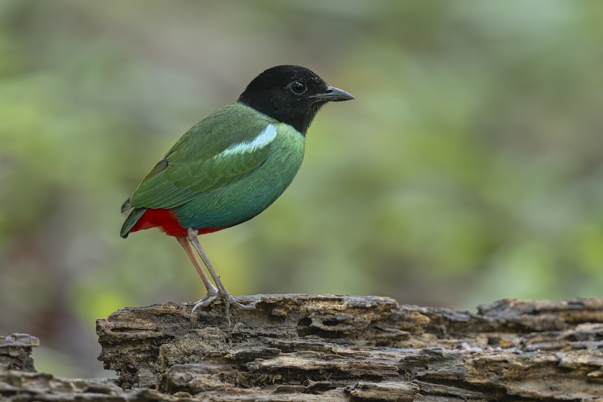 Eastern Hooded Pitta - ML626068731