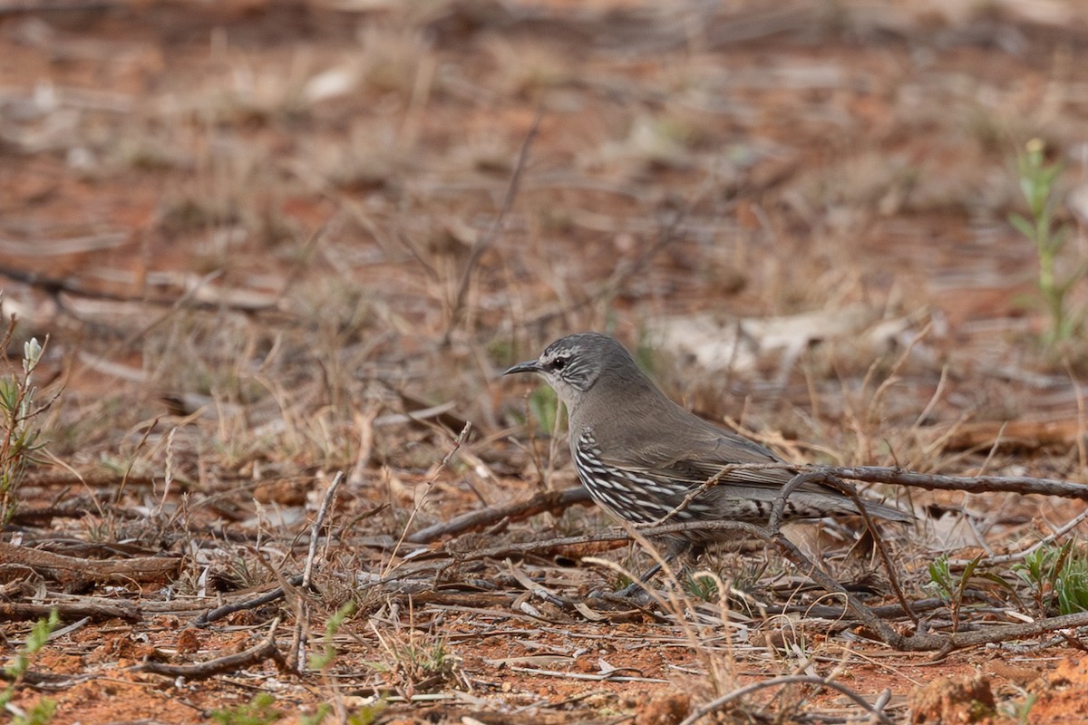 White-browed Treecreeper - ML626068736