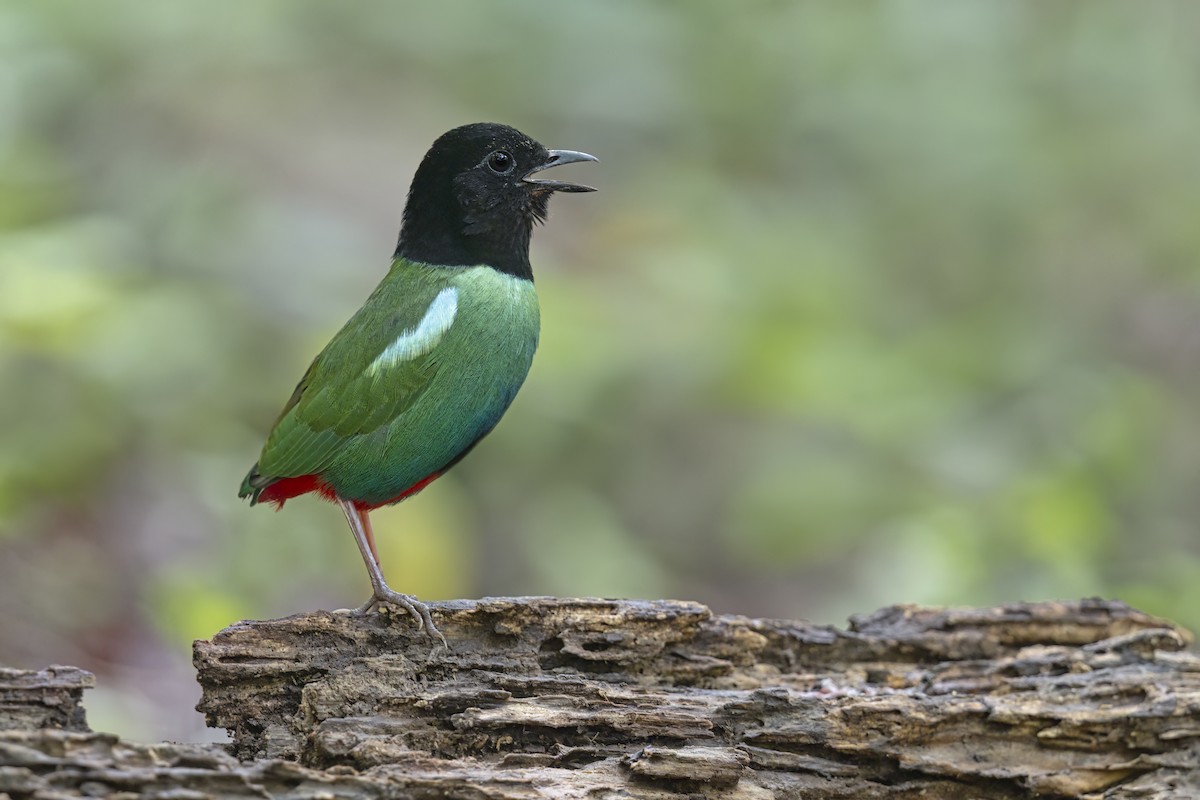 Eastern Hooded Pitta - ML626068738