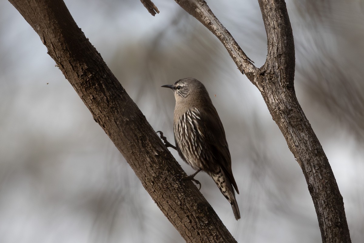 White-browed Treecreeper - ML626068739