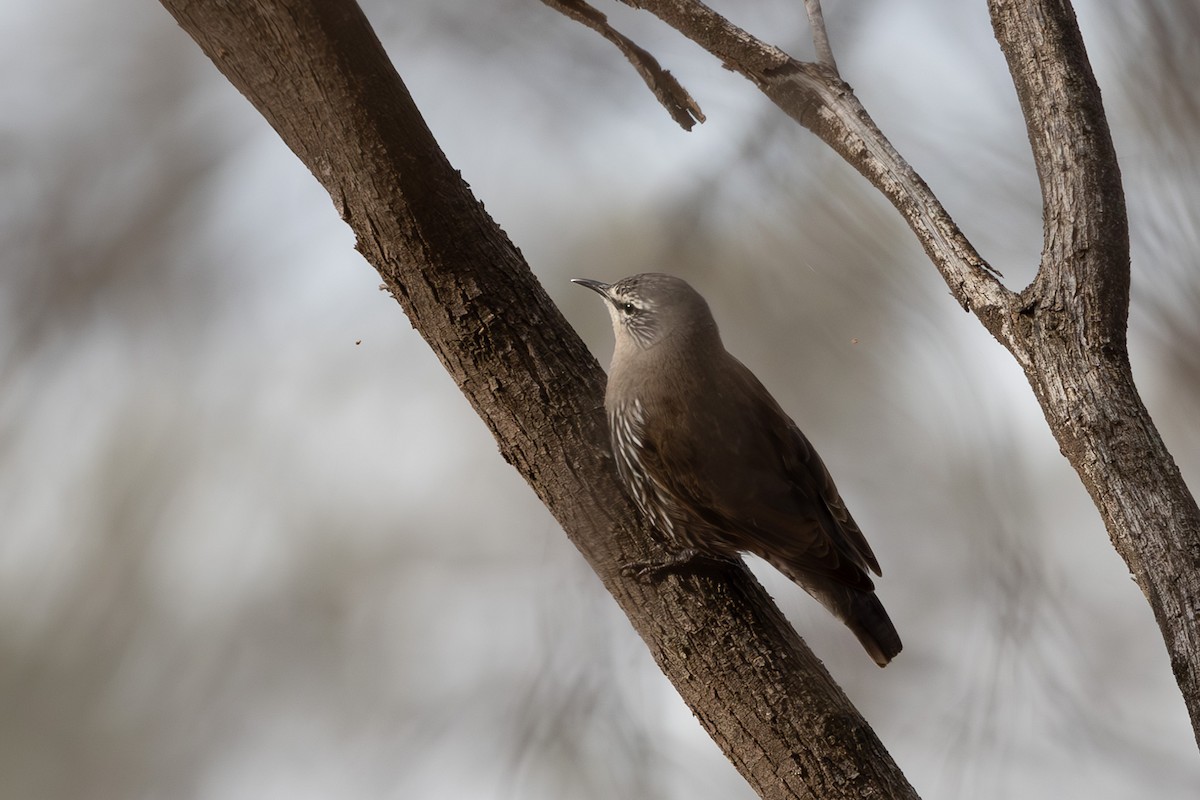 White-browed Treecreeper - ML626068741
