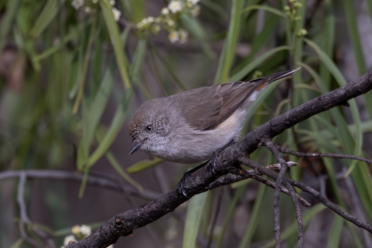 Chestnut-rumped Thornbill - ML626068747