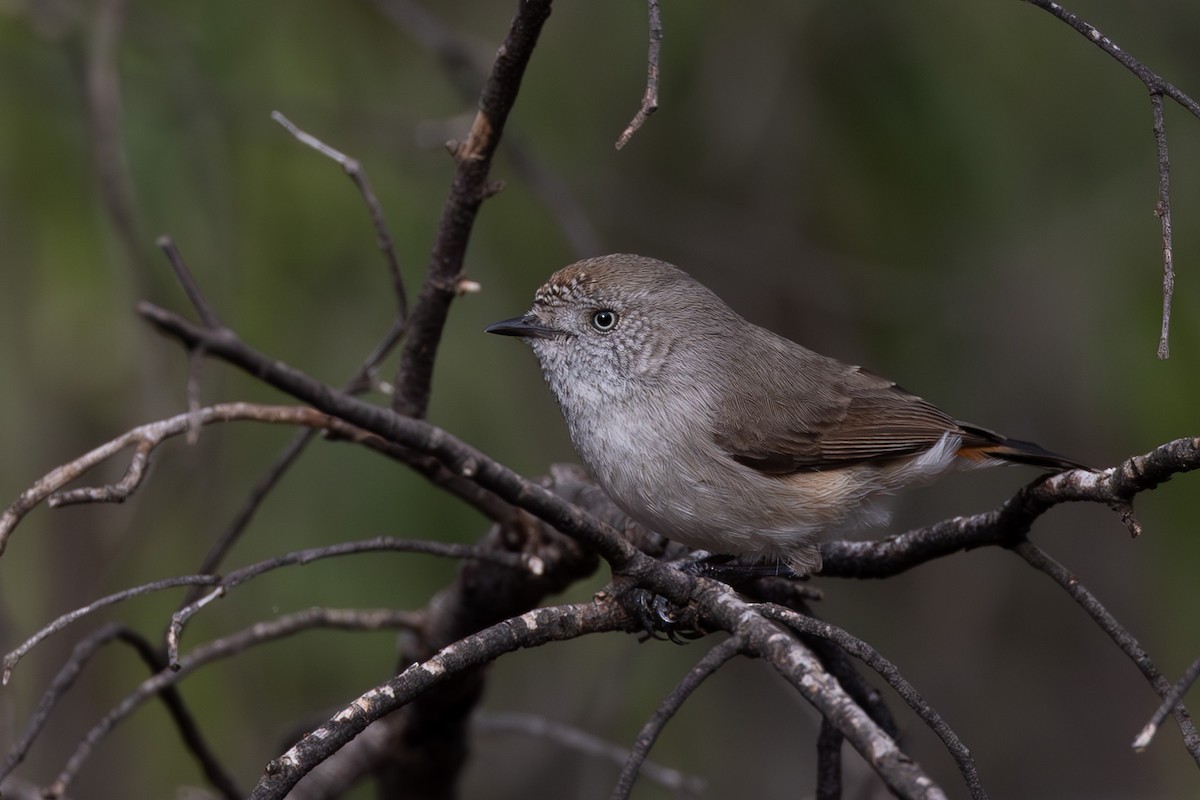 Chestnut-rumped Thornbill - ML626068748