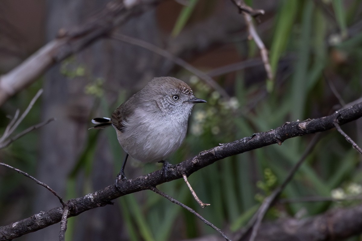 Chestnut-rumped Thornbill - ML626068749
