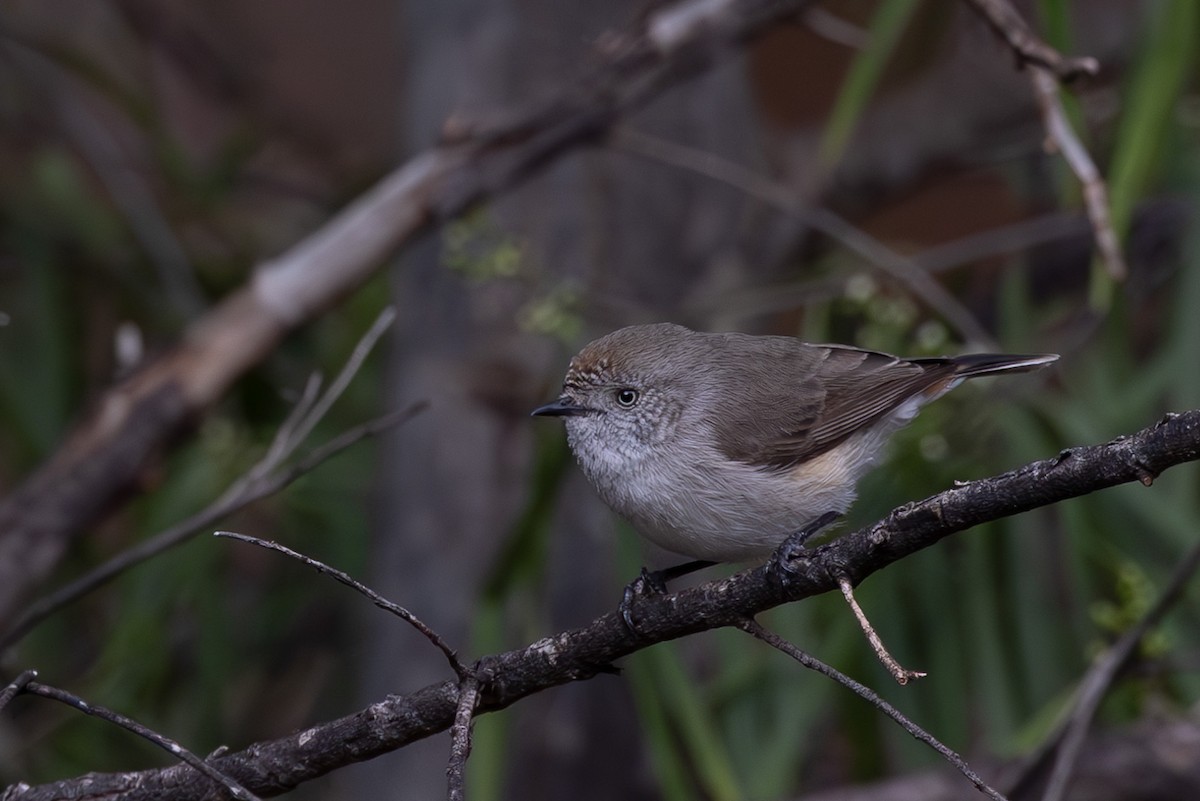 Chestnut-rumped Thornbill - ML626068750