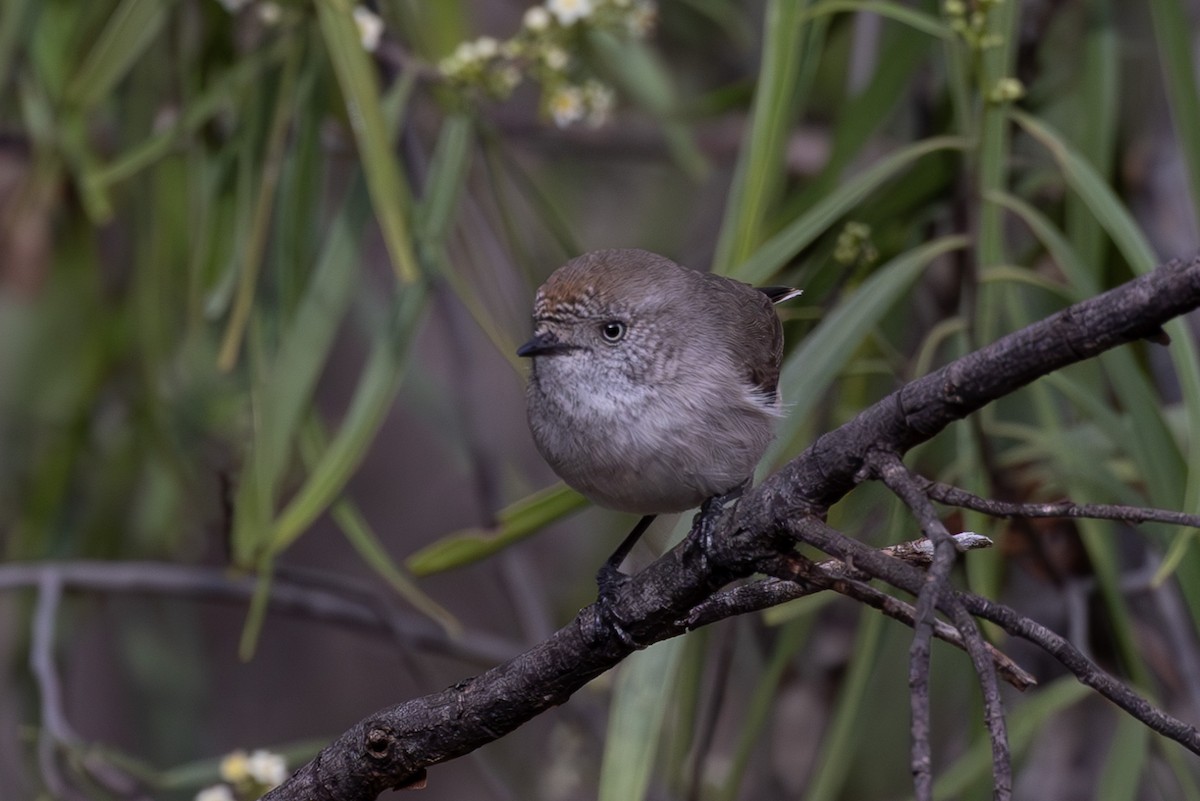 Chestnut-rumped Thornbill - ML626068751