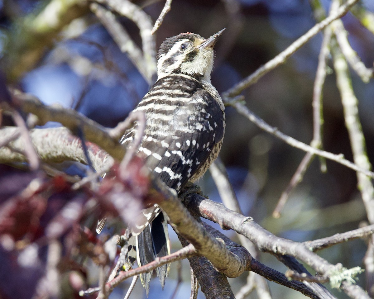 Nuttall's Woodpecker - ML626068763