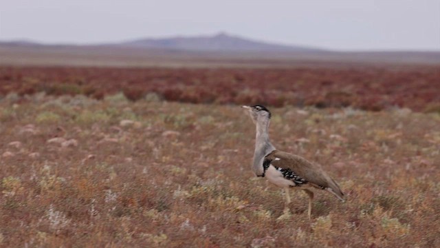 Australian Bustard - ML626068783