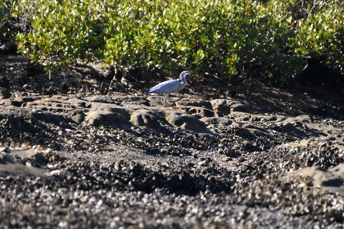 White-faced Heron - ML626068887
