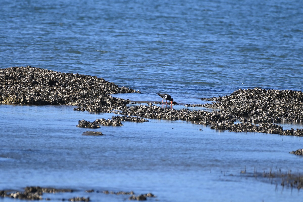 Pied Oystercatcher - ML626068920