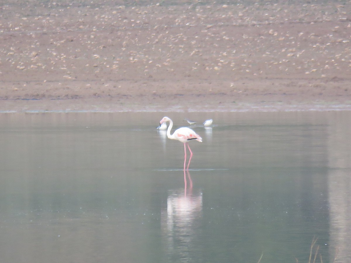 Flamant rose - ML626069044