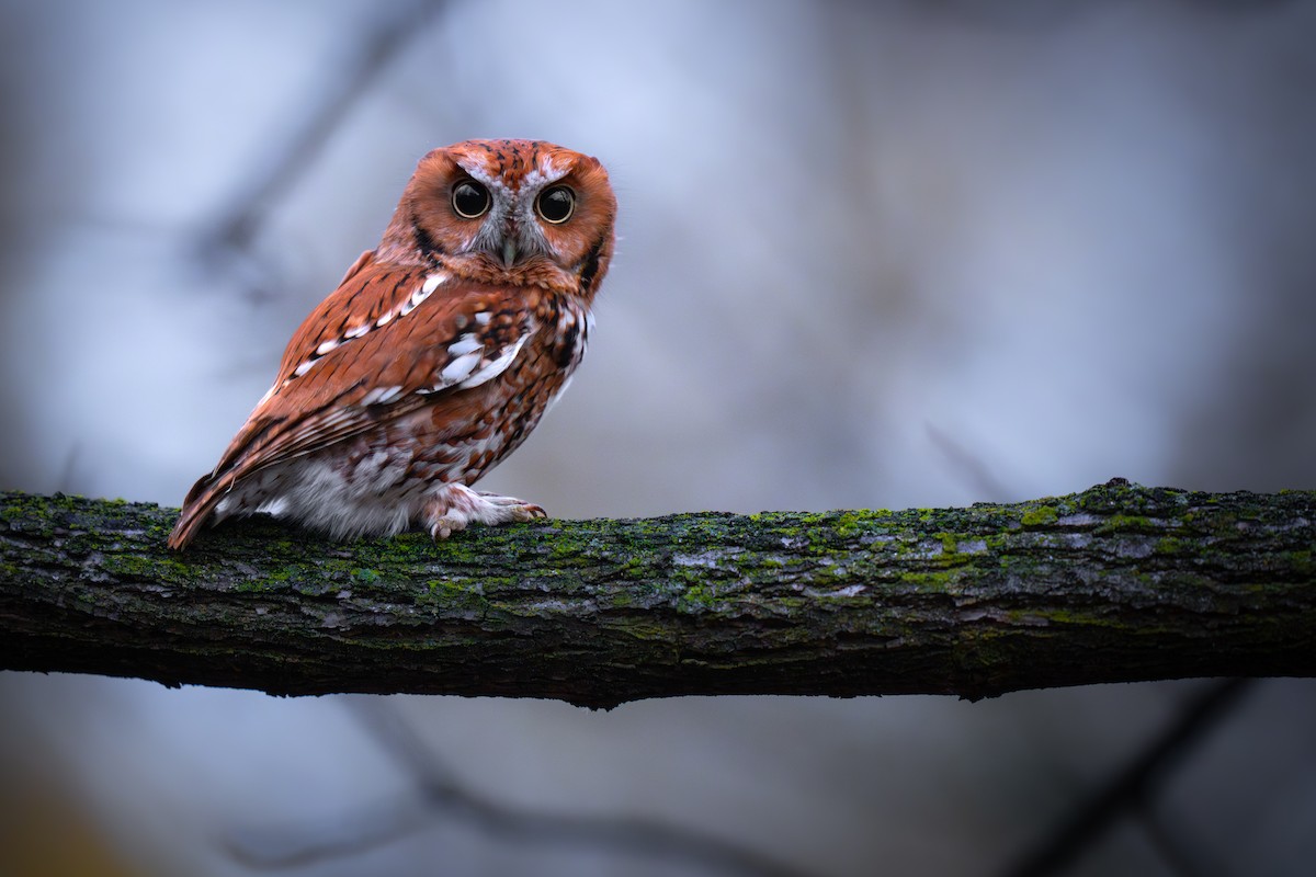 Eastern Screech-Owl - Matt Zuro
