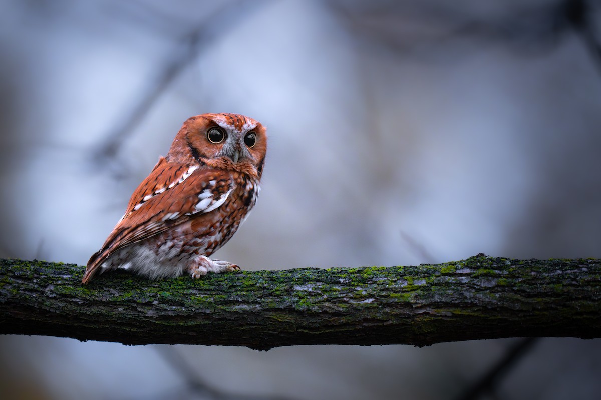 Eastern Screech-Owl - Matt Zuro