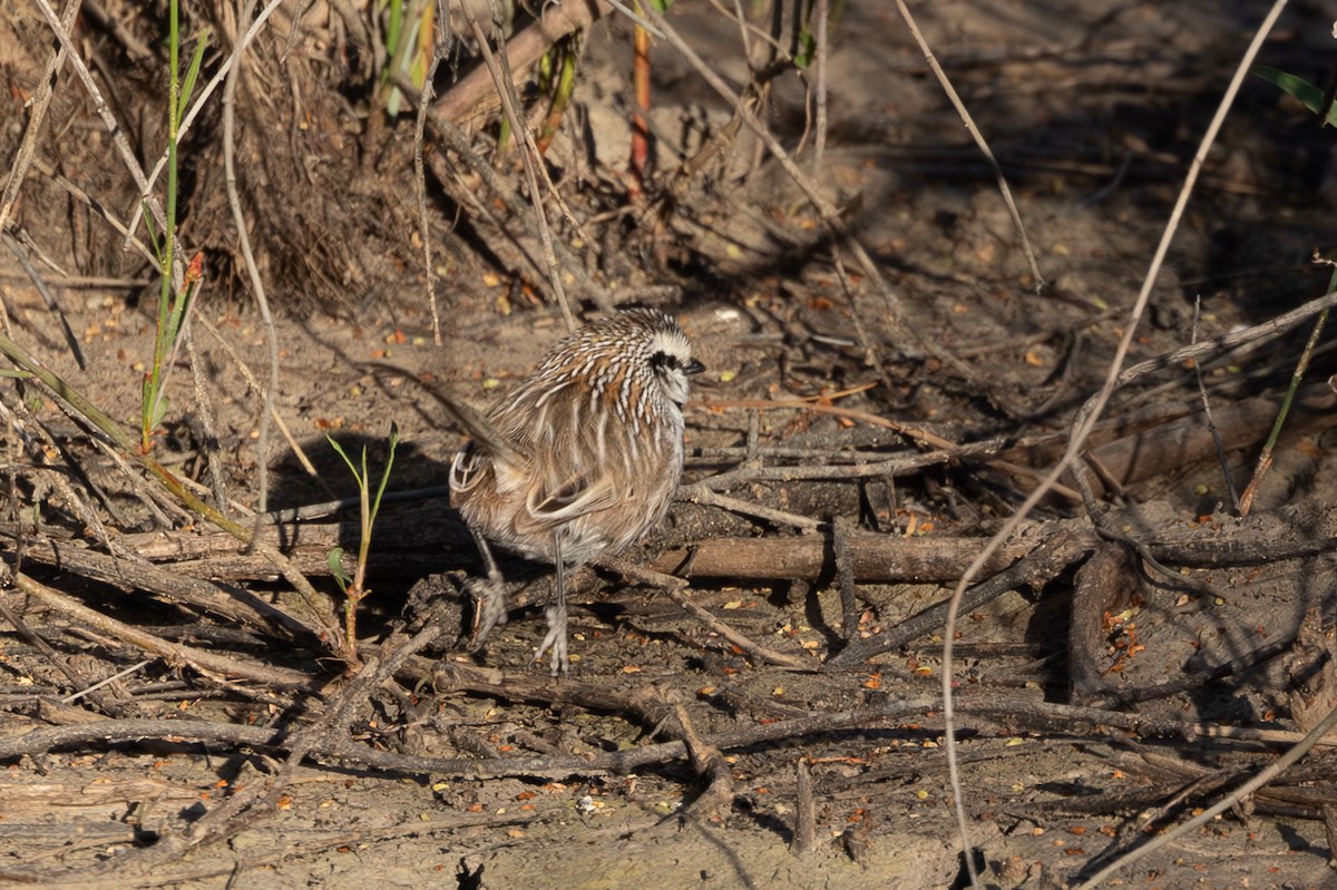 Gray Grasswren - ML626069069
