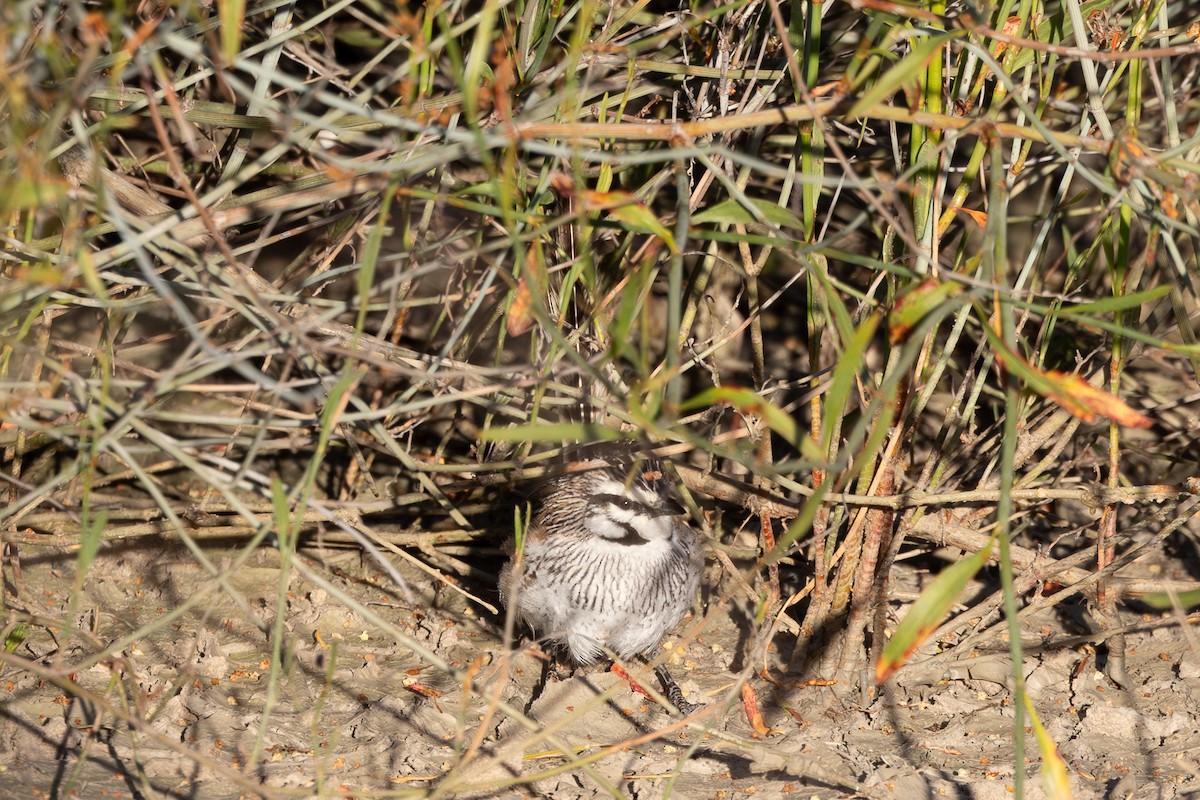 Gray Grasswren - ML626069083