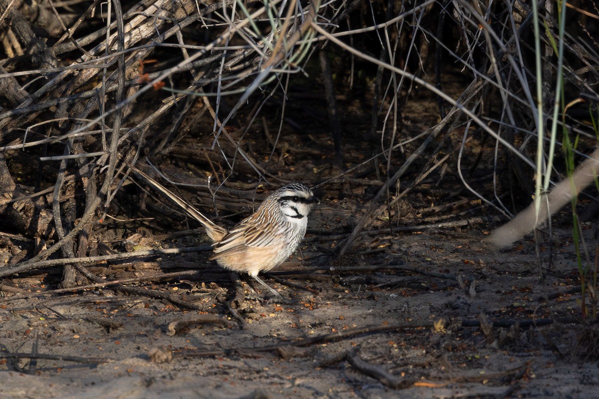 Gray Grasswren - ML626069097