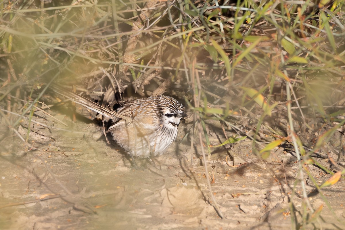 Gray Grasswren - ML626069106