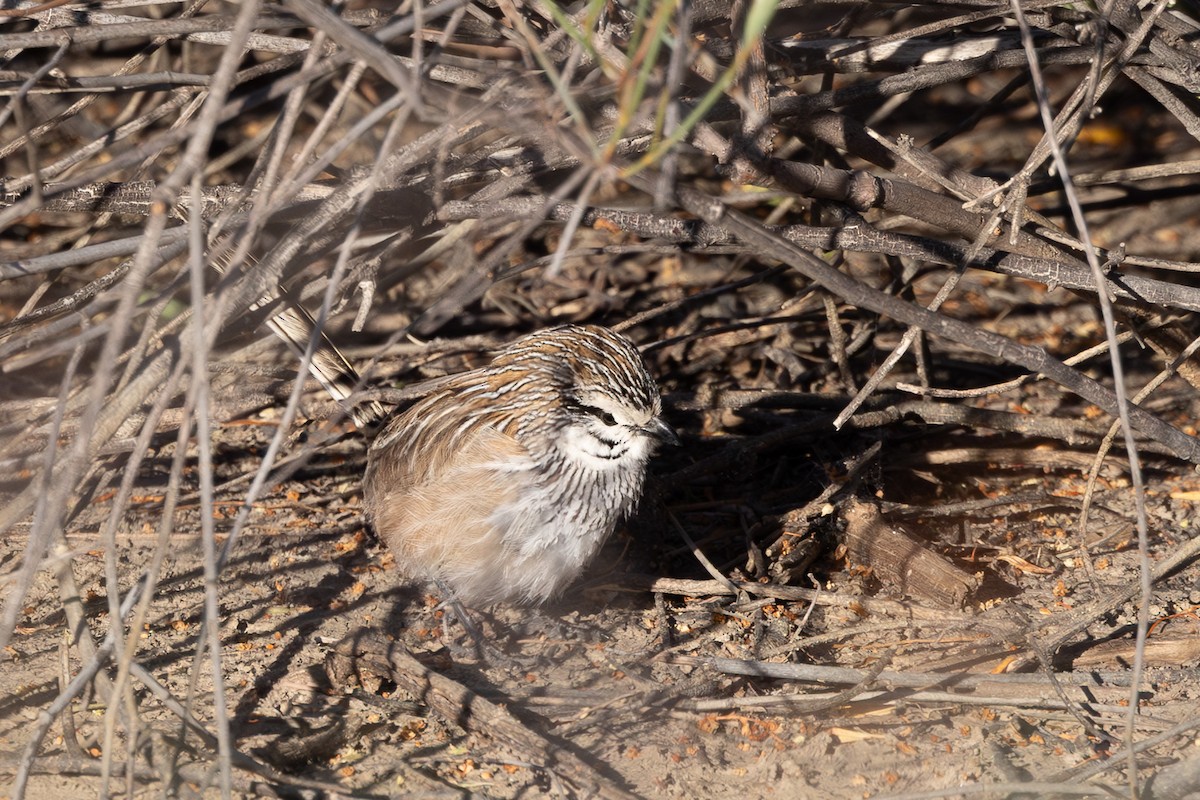 Gray Grasswren - ML626069107