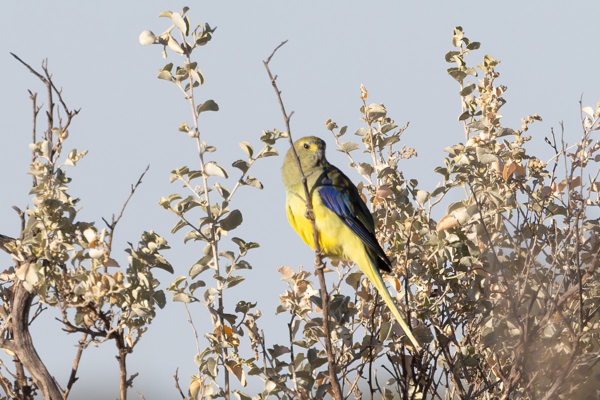 Blue-winged Parrot - ML626069115