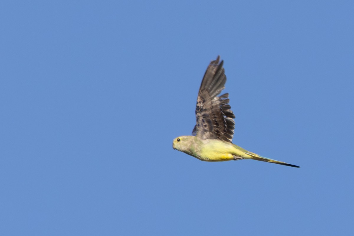 Blue-winged Parrot - ML626069120